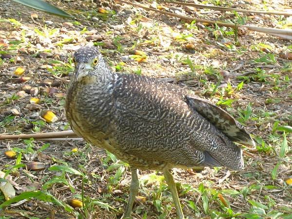 黑冠麻鷺~亞成鳥