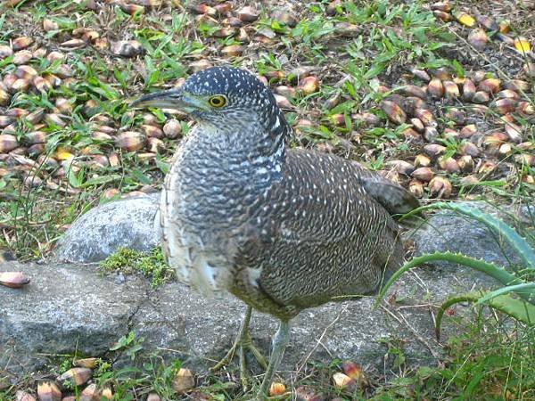 黑冠麻鷺~亞成鳥