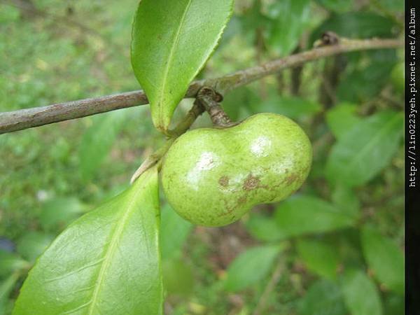 阿薩姆茶 