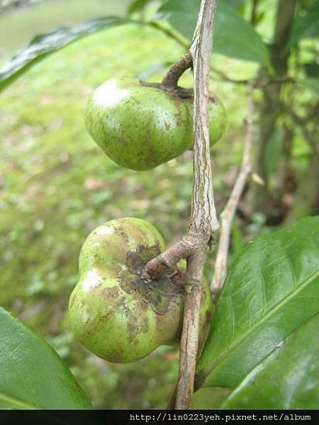 阿薩姆茶 