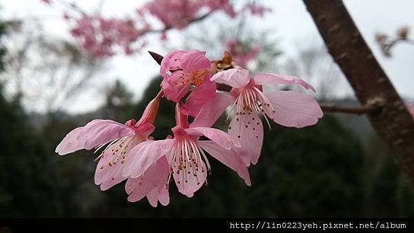 薰衣草森林~櫻花