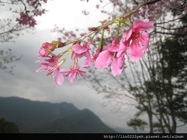 薰衣草森林~櫻花