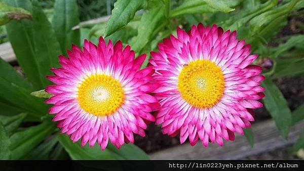 麥桿菊 