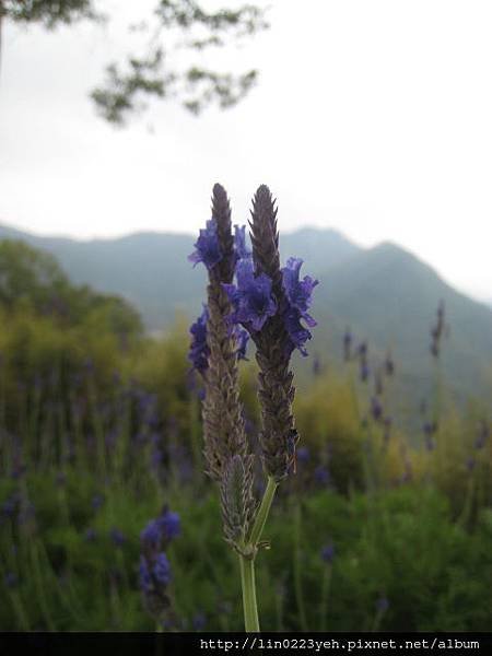 薰衣草 