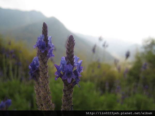 薰衣草 