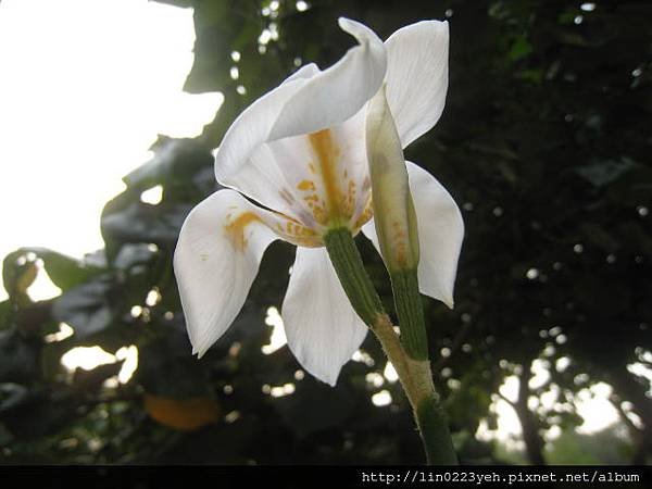 烏葉鳶尾 (26).JPG