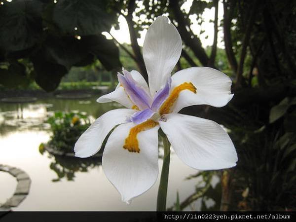 烏葉鳶尾 (27).JPG