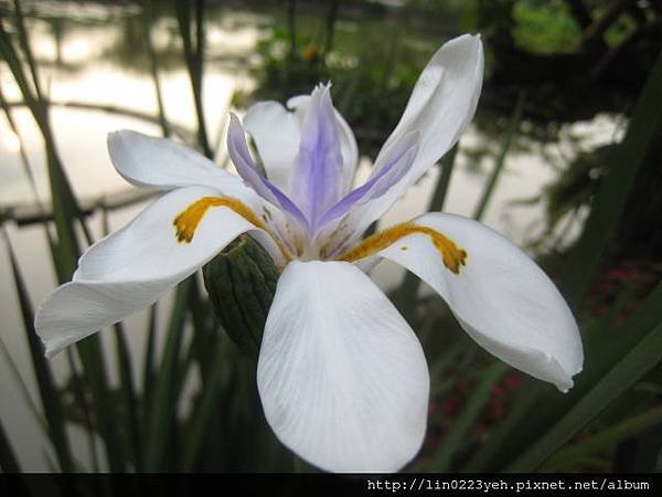烏葉鳶尾 (28).JPG