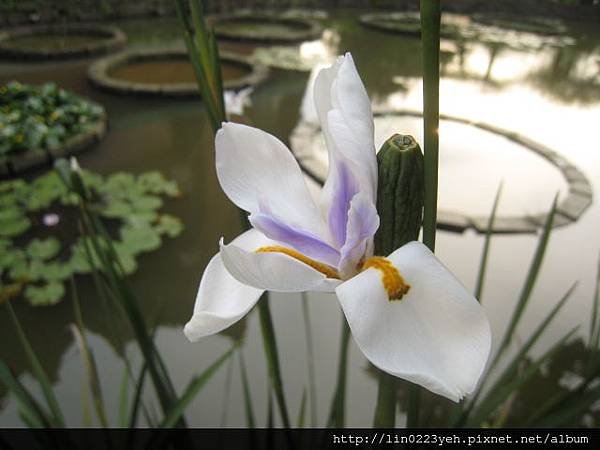 烏葉鳶尾 (29).JPG