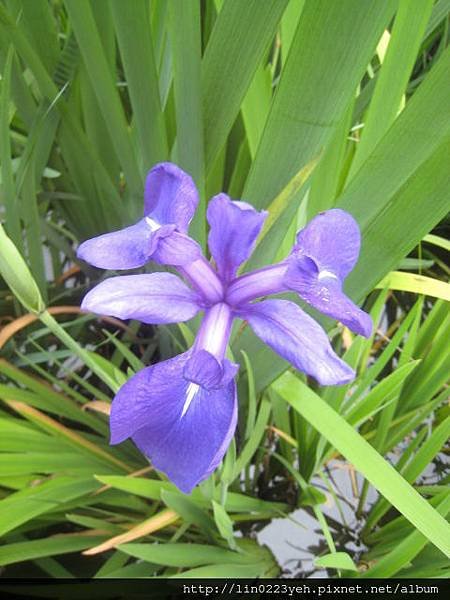 紫花鳶尾~愛麗絲.JPG