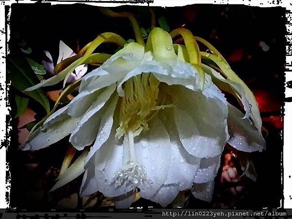 曇花一現~1
