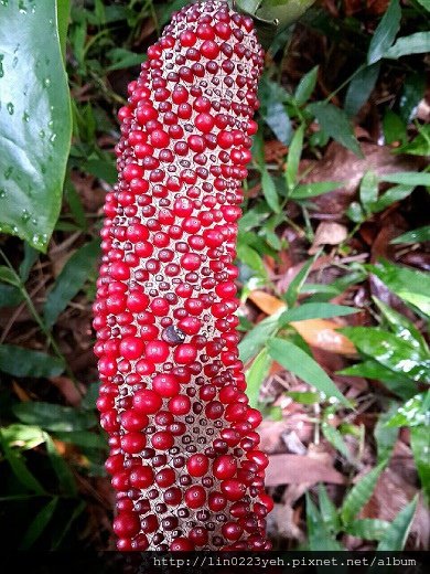 觀葉植物~花燭品種~肉穗花序