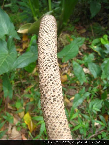觀葉植物~花燭品種~肉穗花序