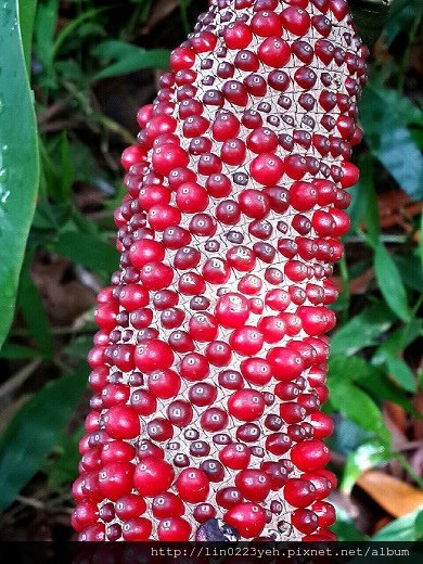 觀葉植物~花燭品種~肉穗花序
