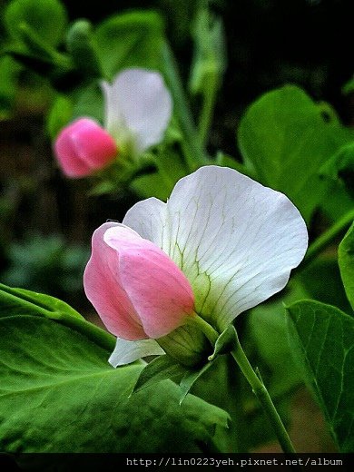 荷蘭豆(青豆)碗豆 