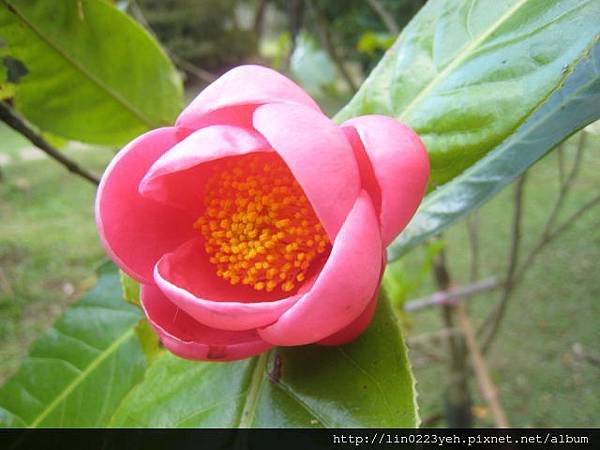 紅花越南抱莖茶