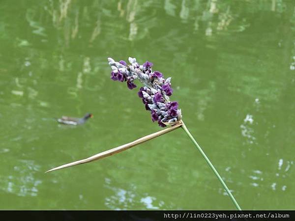 水竹芋 (水蓮蕉)