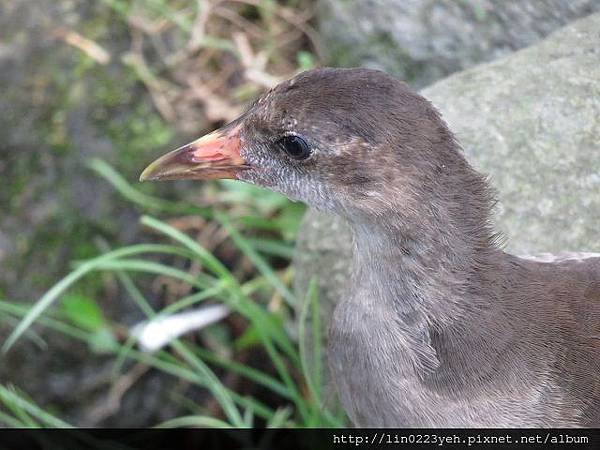 紅冠水雞~幼鳥