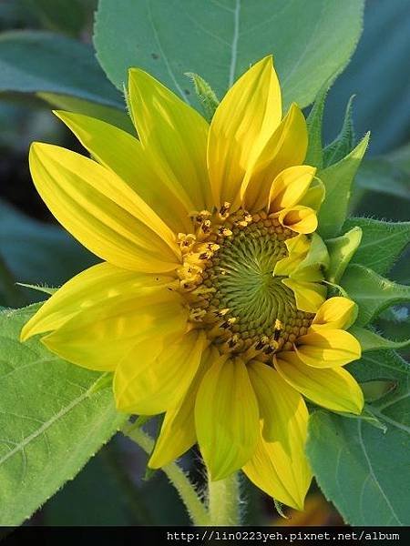 向日葵 (太陽花)