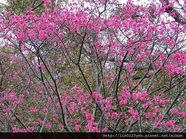 山櫻花 (3).JPG