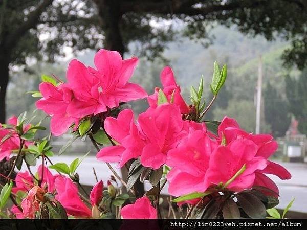 溪洲公園 ~杜鵑花