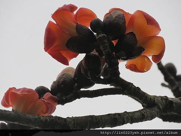 溪洲公園 ~木棉花