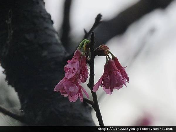 溪洲公園 ~櫻花 