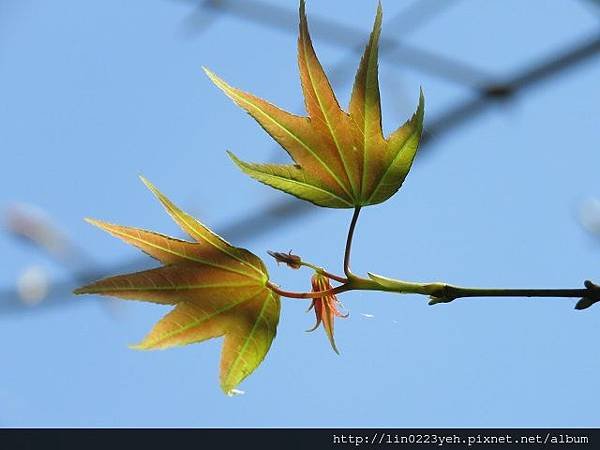 楓葉