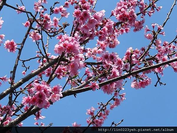 櫻花 