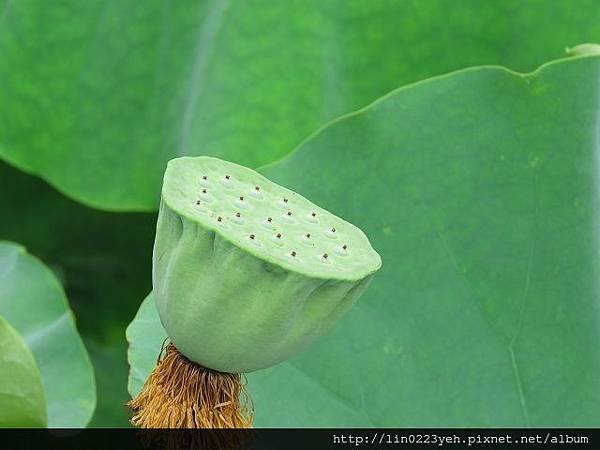 蓮蓬 