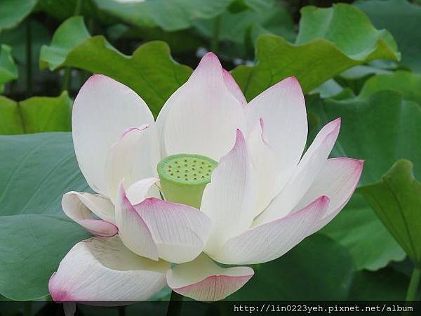 荷花