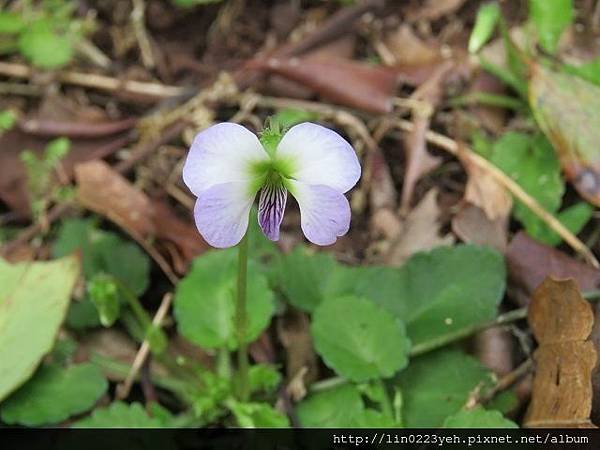 台北堇菜