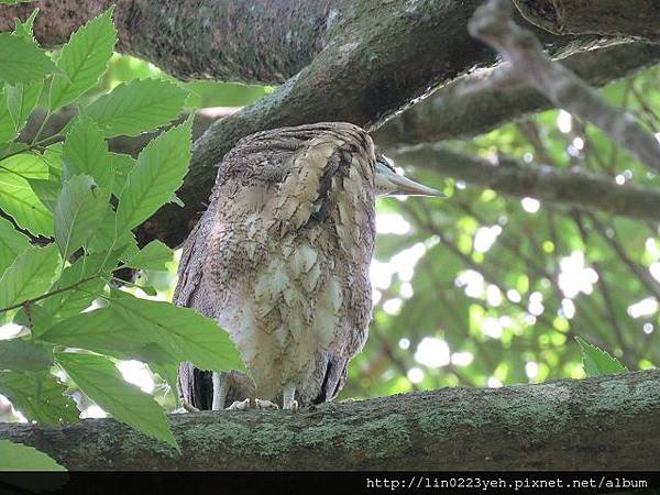 黑冠麻鷺~亞成鳥
