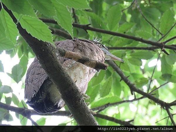 黑冠麻鷺~亞成鳥 