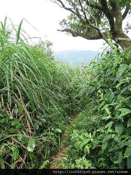 富士坪古道~隨拍