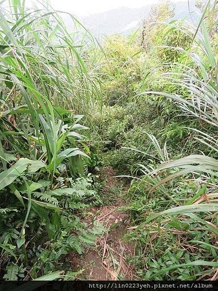 富士坪古道~隨拍