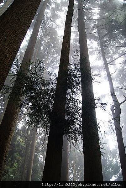 樂山林道~隨拍 