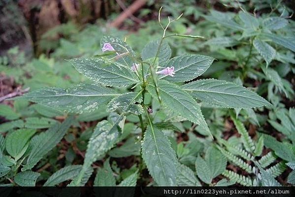 棣慕華鳳仙花(觀霧之花)