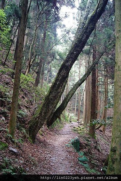 樂山林道~隨拍