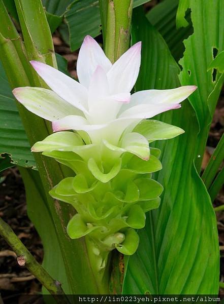 薑黃花