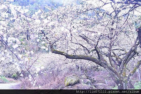 南投縣信義鄉牛稠坑汪家梅園