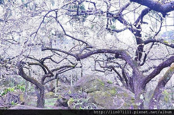 南投縣信義鄉牛稠坑汪家梅園