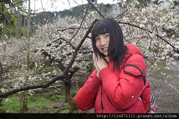 南投縣信義鄉牛稠坑汪家梅園