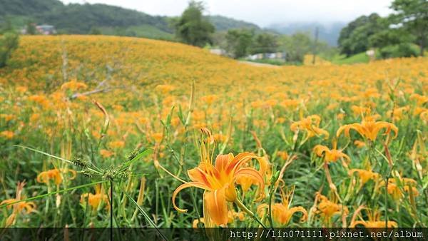 花蓮六十石山