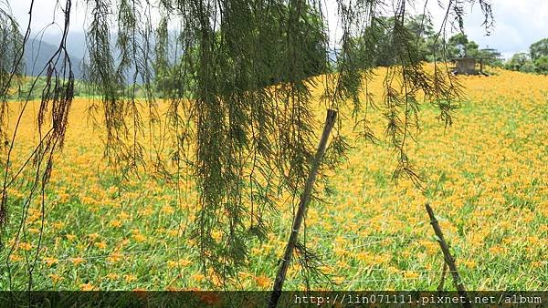 花蓮六十石山