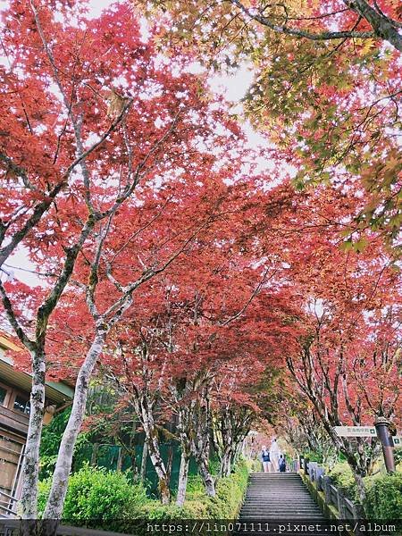 太平山森林遊樂區