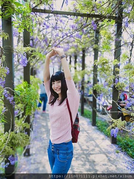 嘉義瑞里紫藤花季