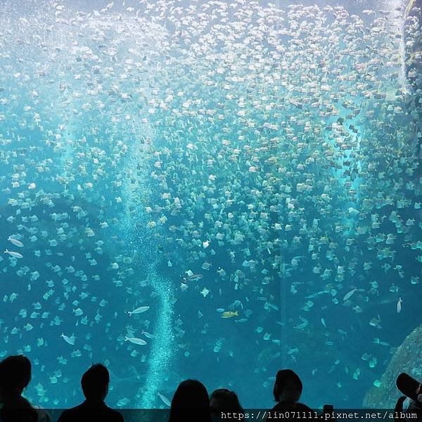 Xpark水族館