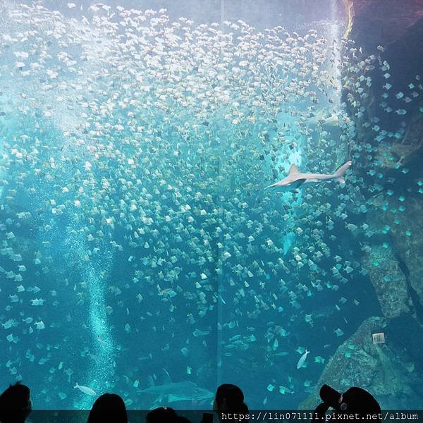 Xpark水族館