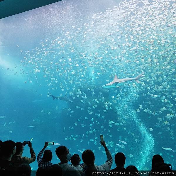 Xpark水族館